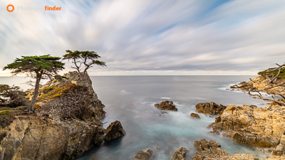 The Lone Cypress