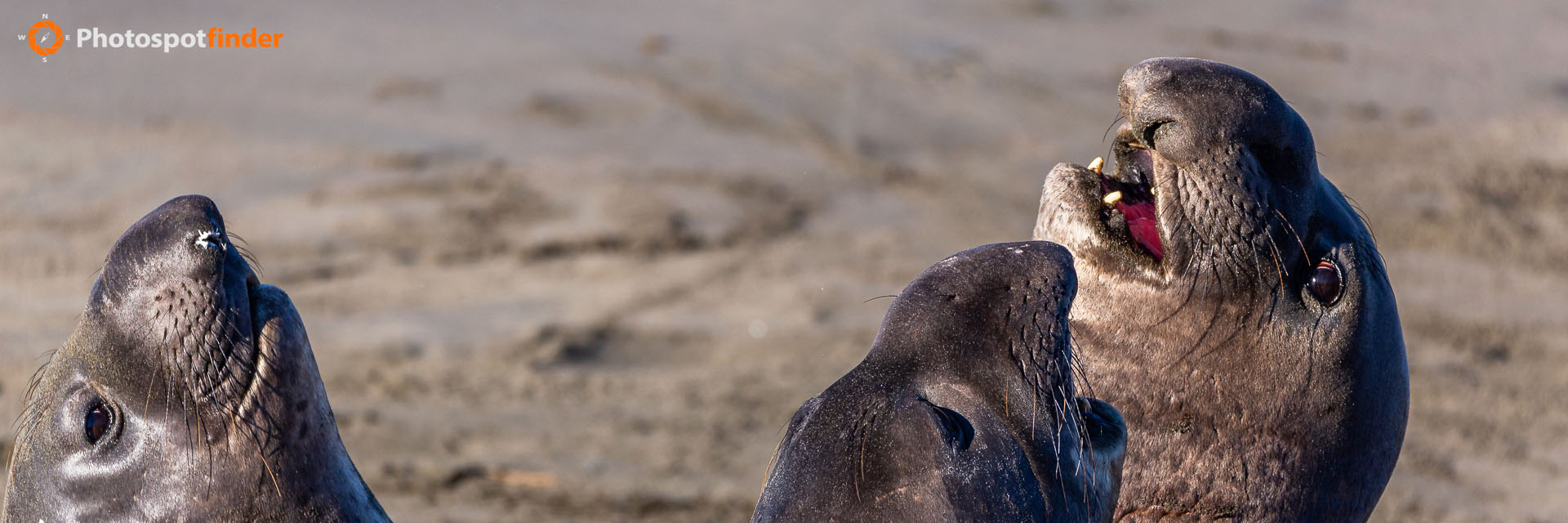 Elephant Seal Vista Point