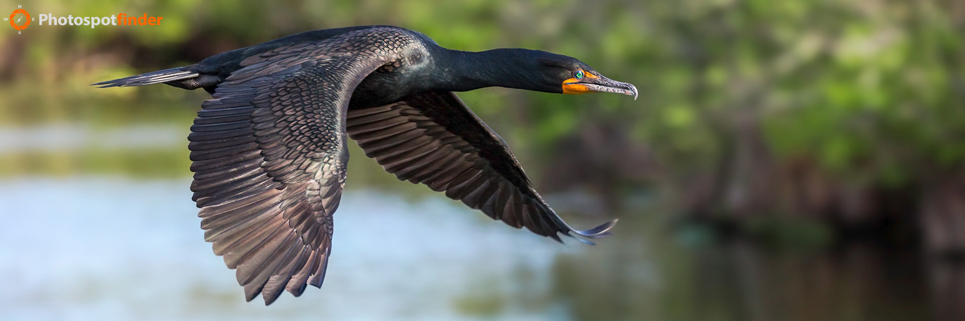Everglades National Park - Double-crested Cormorant in Flight